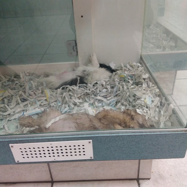 Are Dogs Allowed In Brea Mall