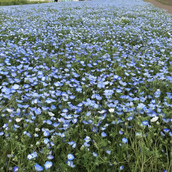鼻高展望花の丘 高崎市 群馬県 Da Fotograflar 鼻高展望花の丘 高崎市 群馬県 Da Fotograflar
