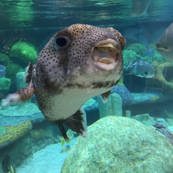 10/12/2017にVinny V.がOklahoma Aquariumで撮った写真