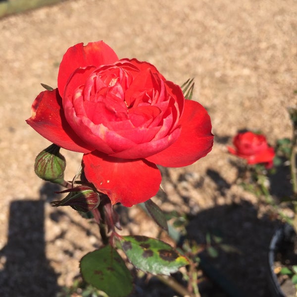 Photo prise au Antique Rose Emporium par David F. le2/15/2016