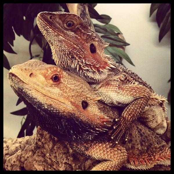 Photo taken at Northampton Reptile Centre by Gary R. on 10/17/2012