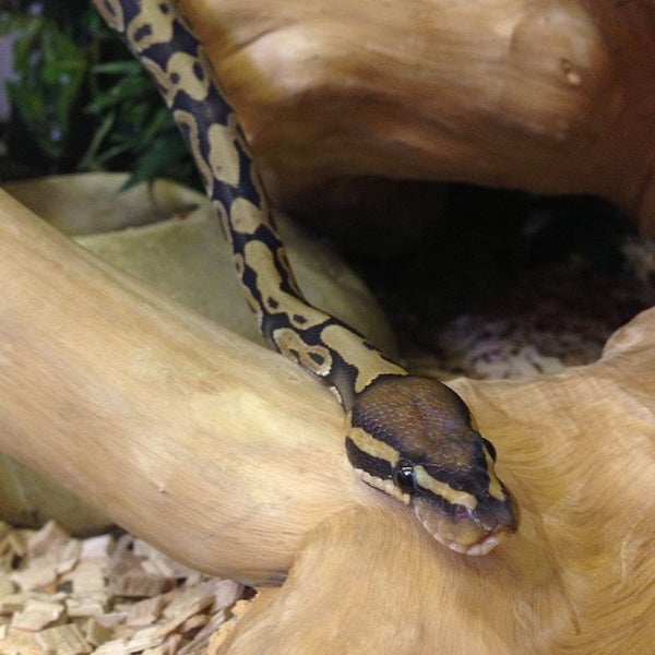 Photo taken at Northampton Reptile Centre by Gary R. on 4/13/2013