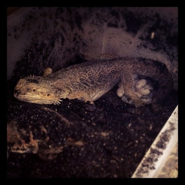 Photo taken at Northampton Reptile Centre by Gary R. on 10/12/2012