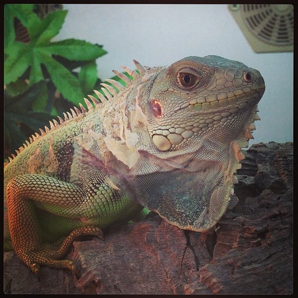 Photo taken at Northampton Reptile Centre by Gary R. on 8/2/2013