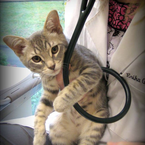 Снимок сделан в Cat&#39;s Corner Veterinary Hospital пользователем Cat&#39;s Corner Veterinary Hospital 4/5/2016