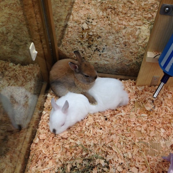dennys pet world hamster