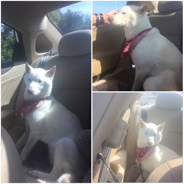 elkhound ranch kennel