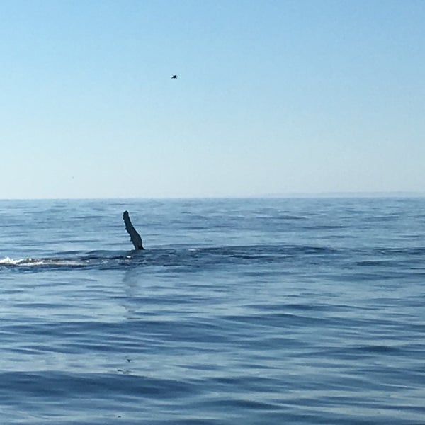 Bar Harbor Whale Watch Co. 1 West St.