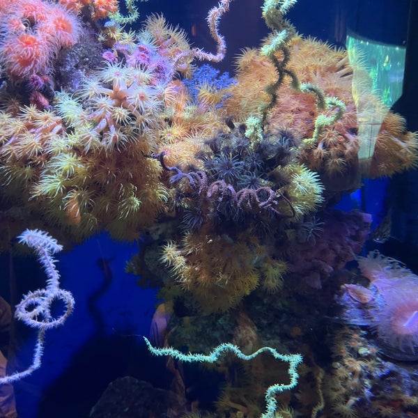 Foto tirada no(a) Aquarium of the Pacific por Olena S. em 7/27/2023