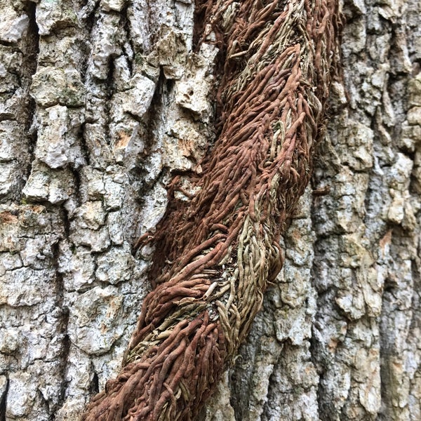 Woodley Gardens Park Park in Rockville