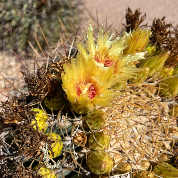 Foto scattata a Desert Botanical Garden da Olena S. il 9/4/2023