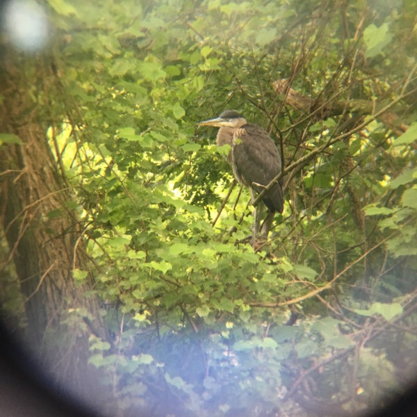 Bath Road Heronry Scenic Lookout in Akron