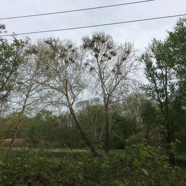 Bath Road Heronry Scenic Lookout in Akron