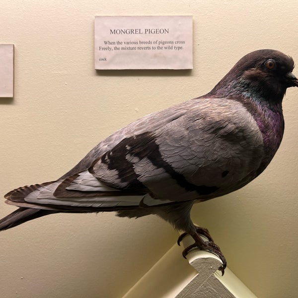 Foto tirada no(a) Museu Field de História Natural por Ben L. em 2/9/2024