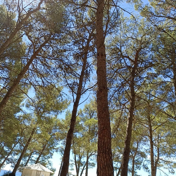 РљРµРјРїРёРЅРі Pine Beach