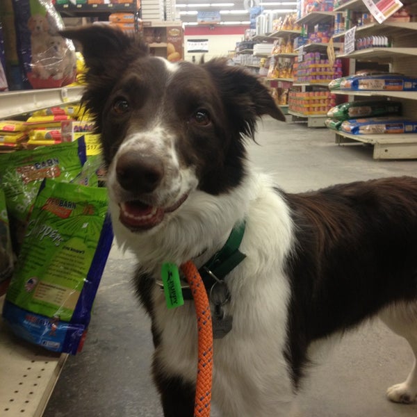 rural king dog
