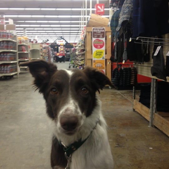 Are Dogs Allowed In Rural King