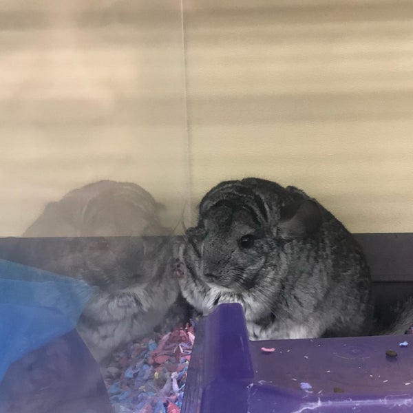 petco chinchilla