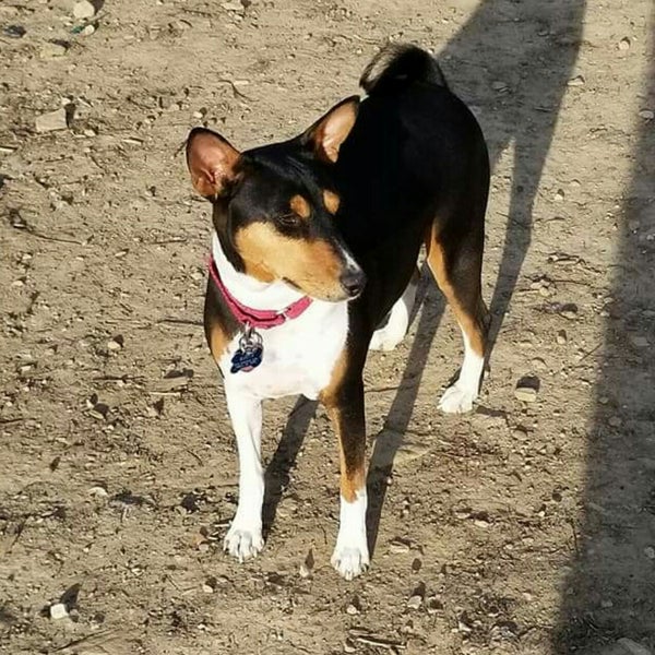 Dog Park at Godown Park 10 tips