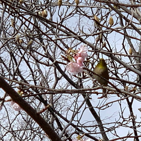 Photos At ピクニックの丘 習志野市 千葉県