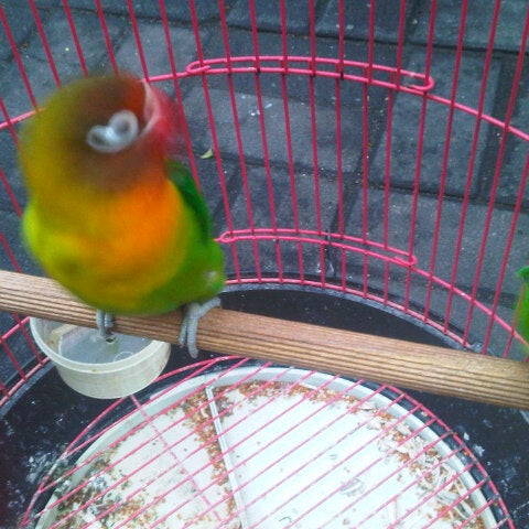 Photos At Pasar Burung Kupang 34 Visitors