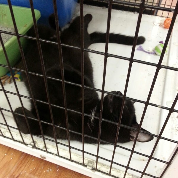 pet supermarket dog crates