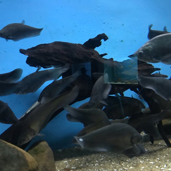 Government Aquarium Cubbon Park Zoo in Bengaluru
