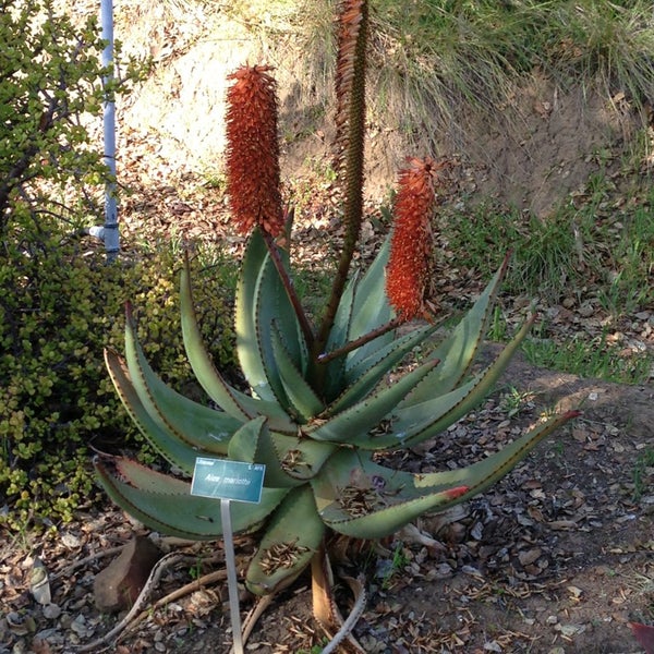 Foto tomada en San Luis Obispo Botanical Garden  por Peter B. el 3/23/2013
