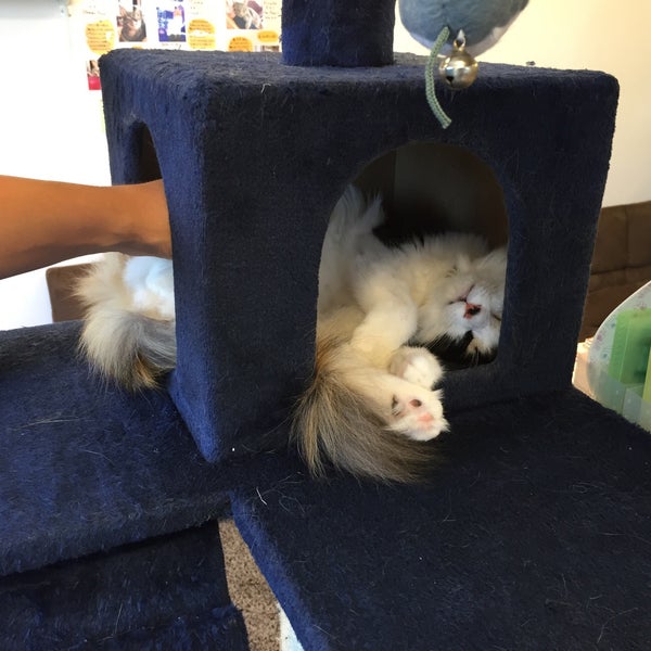 Neko Cafe Time - 3個のTips