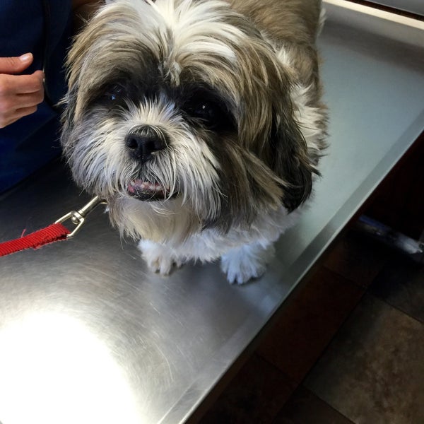 vca old trail animal hospital