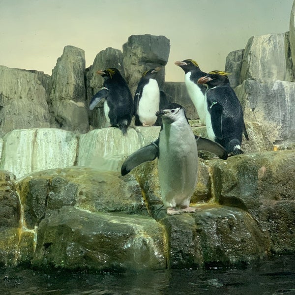 Central Park Zoo - Penguins & Seabirds - Zoo Exhibit in ...