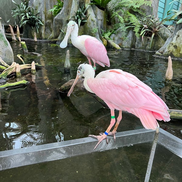 Foto tomada en The Florida Aquarium  por Scott E. el 11/11/2022
