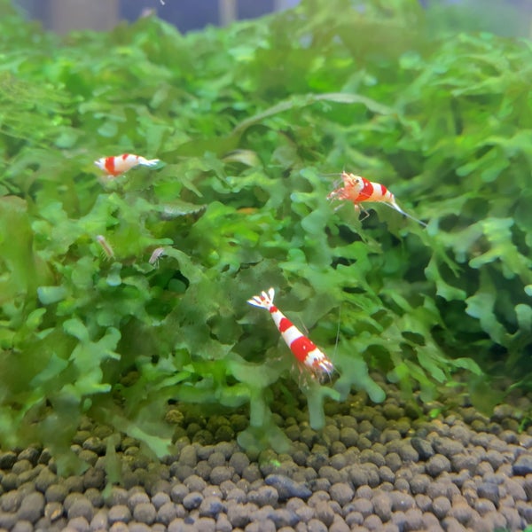 Профендер (bayer) капли на холку для кошек от 2,5 до 5,0 кг (2 пипетки). Таблетки для собак гликопин. (1/2). Viva группа вокальная состав. Вива пет.