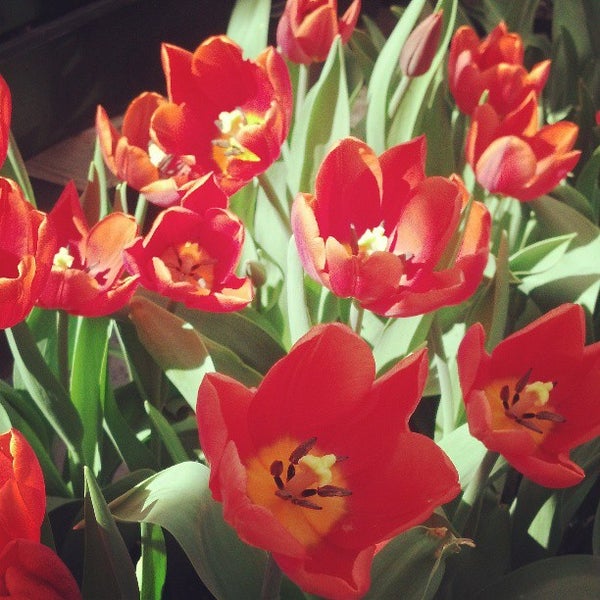 Flowers Clarkston Washington Best Flower Site