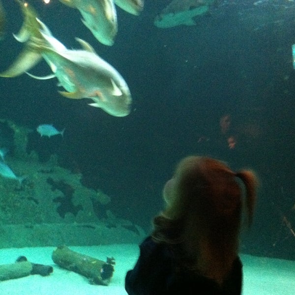 Photo taken at North Carolina Aquarium at Pine Knoll Shores by Joanna P. on 5/5/2013