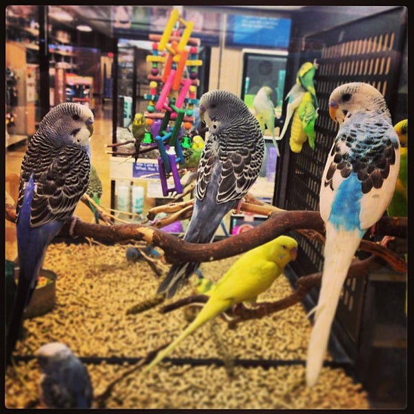 petsmart nicholson lane