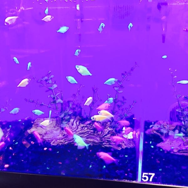 PetSmart Canarsie Brooklyn, NY