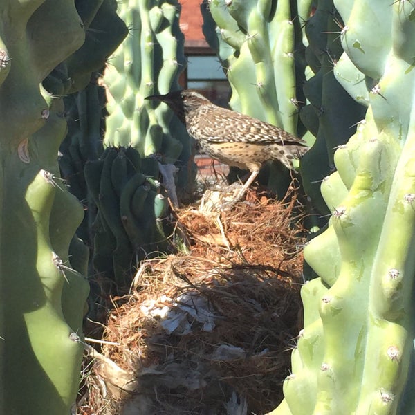 รูปภาพถ่ายที่ The Saguaro Scottsdale โดย Christopher T. เมื่อ 3/14/2015