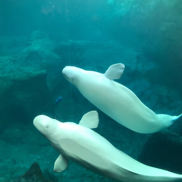 4/11/2017 tarihinde Paula F.ziyaretçi tarafından Georgia Aquarium'de çekilen fotoğraf