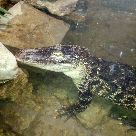 Photo taken at Reptilia by Robin C. on 9/29/2012