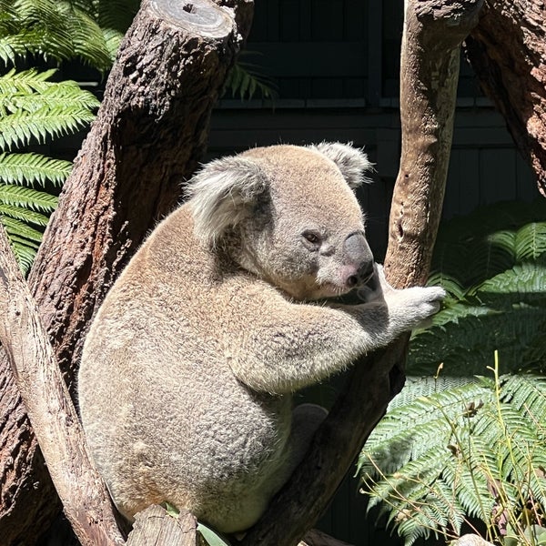 Das Foto wurde bei Taronga Zoo von Cory M. am 3/16/2024 aufgenommen