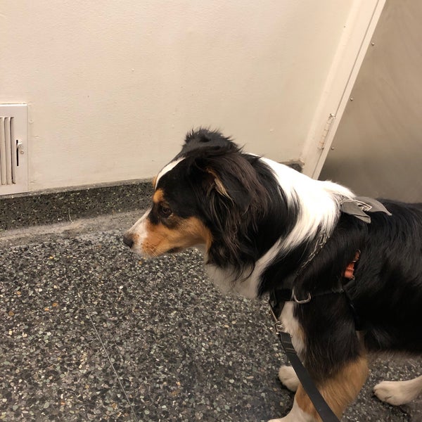 6/27/2019 tarihinde Kyle P.ziyaretçi tarafından VCA All Pets Hospital'de çekilen fotoğraf