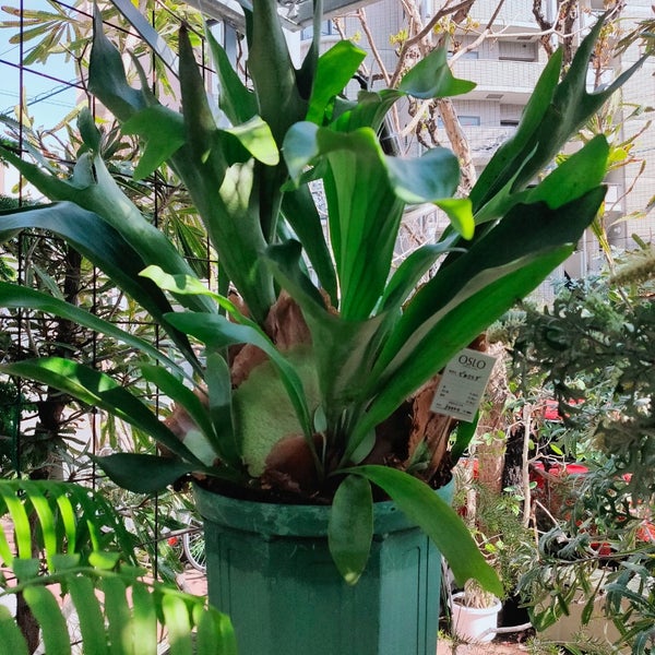 Photos At Growing Plants Oslo 福島区 北区大淀南3 2 4