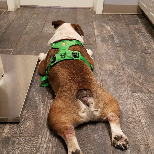 The Vet Set Veterinarian in Brooklyn