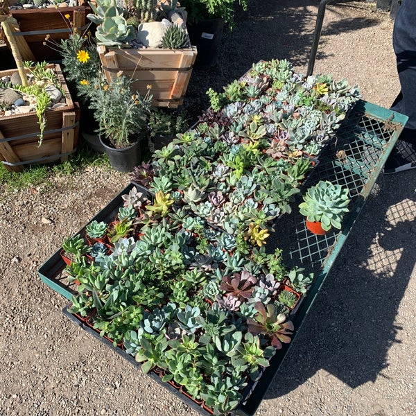 Photos At Martinez Nursery Anaheim Ca Photos At Martinez Nursery Anaheim Ca