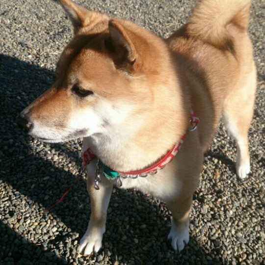追浜公園ドッグラン 横須賀 10人の訪問者 追浜公園ドッグラン 横須賀 10人の訪問者