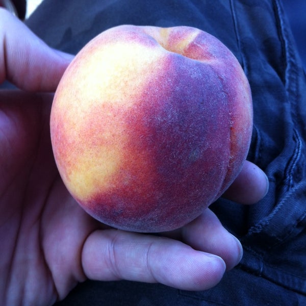 Parker County Peach Festival 3 tips from 90 visitors