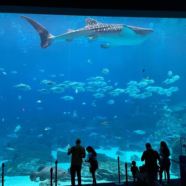 4/29/2021 tarihinde Ed A.ziyaretçi tarafından Georgia Aquarium'de çekilen fotoğraf