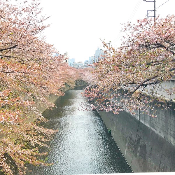Photos At 神田川遊歩道 Photos At 神田川遊歩道