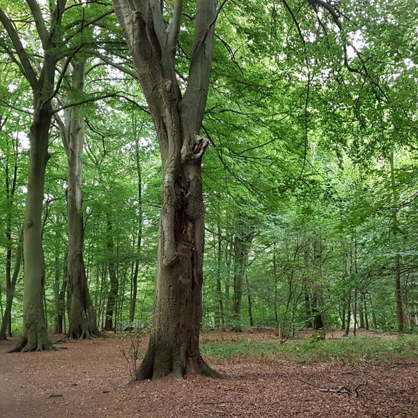Europaeerin Vollbusige Wald Onanieren